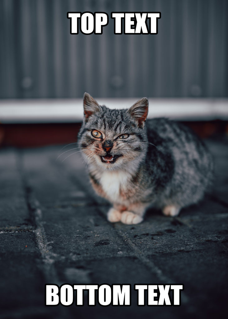 An angry gray and white cat standing on a brick surface with 'TOP TEXT' above and 'BOTTOM TEXT' below.