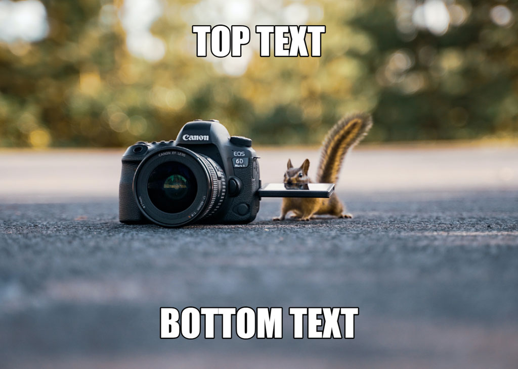 Squirrel holding camera lens cap on a road