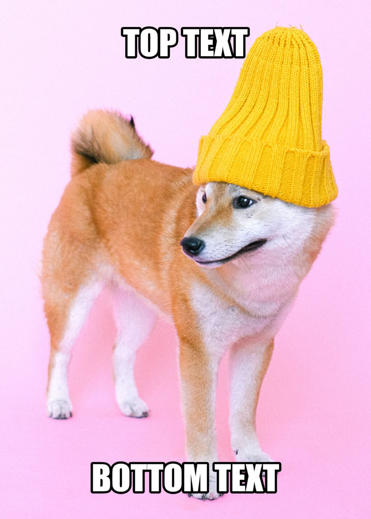 Shiba Inu dog wearing a yellow beanie on a pink background