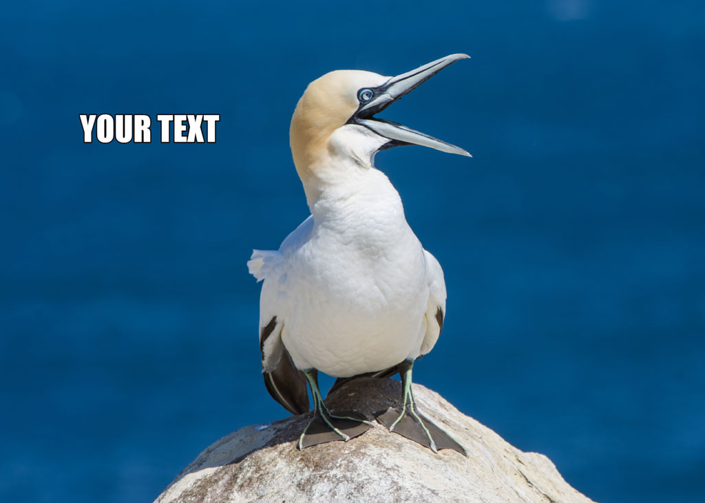 A gannet with its beak open, standing on a rock