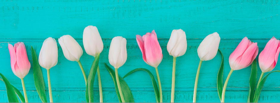 Row of pink and white tulips on teal wooden background