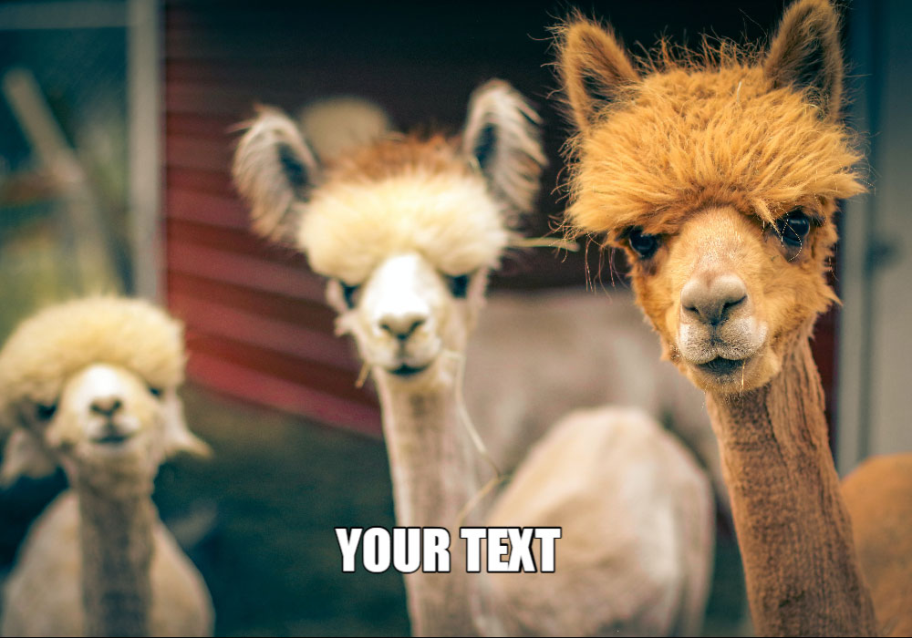 Three alpacas with distinct fur colors and textures standing in a barn