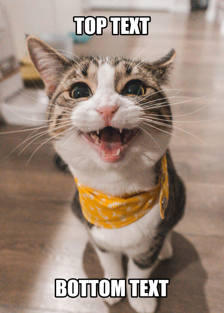 A cat with a yellow bandana around its neck, looking up with an open mouth and wide eyes, captioned with 'TOP TEXT' and 'BOTTOM TEXT'.